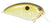 Copper Shad