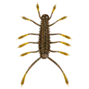 6TH SENSE HUZZBUG-1