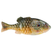 BERKLEY POWERBAIT GILLY - Copperstate Tackle