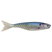 HD Gizzard Shad