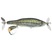 Juvenile Largemouth