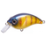 Bluegill