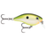 Bruised Citrus Shad