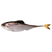 Live Shad