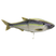 Gizzard Shad