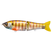 Bluegill