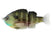#01 Real Bluegill