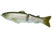#19 Butch Brown Hatchery Trout