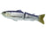 #38 Butch Brown American Shad