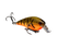 Brown Orange Belly Craw