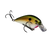 Tennessee Shad