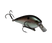 Green Gizzard Shad