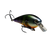Neon Bluegill
