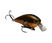 Orange Bream