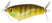 #001 Green Gill