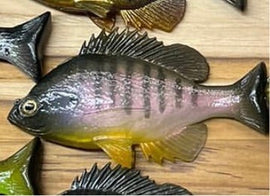 Buy pearly-gill HUDDLESTON HUDDGILL TOP HOOK WEEDLESS SWIMBAIT