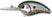 #105 American Shad