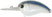 #116 Tennessee Shad
