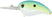 #159 Citrus Shad