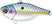 #105S Scaled American Shad