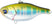 #108 Misty Shad