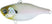 #109S Scaled Ghost Minnow