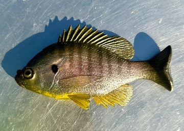 Buy phantom-sunfish HUDDLESTON HUDDGILL TOP HOOK WEEDLESS SWIMBAIT