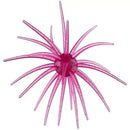 HAG'S PRICKLY PEAR-9
