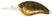 #178 Watermelon Craw