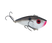 Gizzard Shad