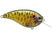 Skeleton Pumpkinseed