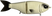 Bone