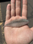 COPPERSTATE TACKLE x GEECRACK EXCLUSIVE SHADILLAC DROP-7