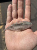 GEECRACK BELLOWS SHAD SAF-15