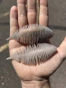 COPPERSTATE TACKLE x GEECRACK EXCLUSIVE SHADILLAC DROP-6