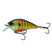 Spring Bluegill