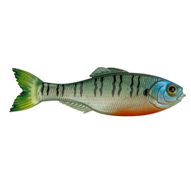 Buy 4k-bluegill 6TH SENSE PANORAMA