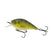 Yellow Perch