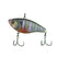 Bluegill Spawn