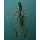 IMAKATSU HAIRY HAWG - Copperstate Tackle