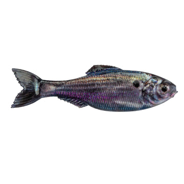 Buy live-threadfin-shad 6TH SENSE PANORAMA