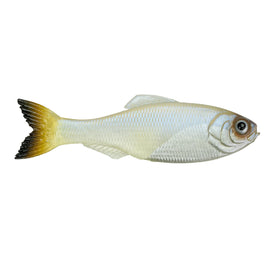 Buy pro-blue-minnow 6TH SENSE PANORAMA