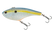 Sexy Shad