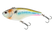 Threadfin Shad