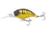 Yellow Perch