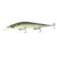 Ghost Bone Minnow
