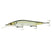 Ghost Threadfin Shad