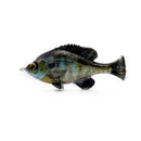 SAVAGE GEAR PULSE TAIL LB BLUEGILL SWIMBAIT - Copperstate Tackle