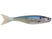 HD Gizzard Shad