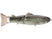 #18 Butch Brown Gizzard Shad